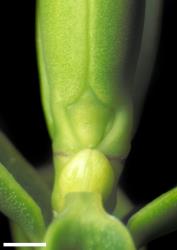 Veronica mooreae. Leaf bud with shield-shaped sinus. Scale = 1 mm.
 Image: W.M. Malcolm © Te Papa CC-BY-NC 3.0 NZ